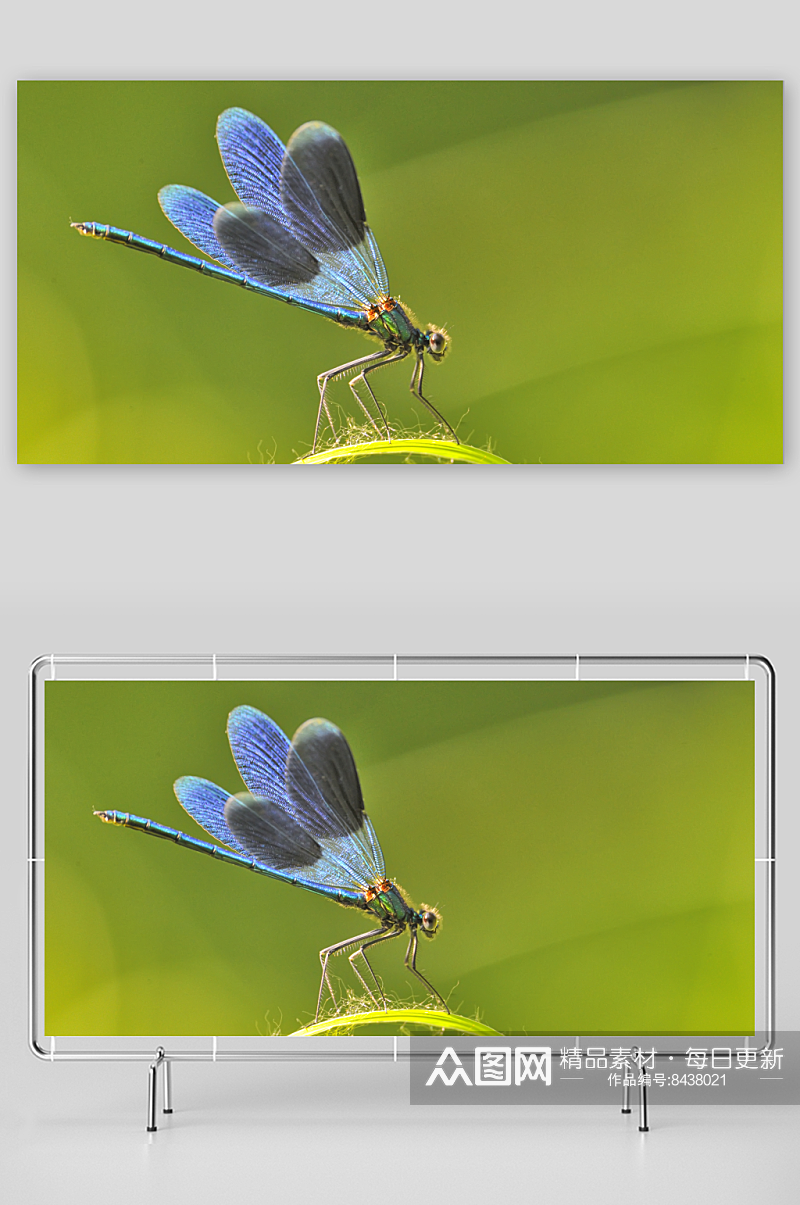 可爱蜻蜓动物摄影图素材