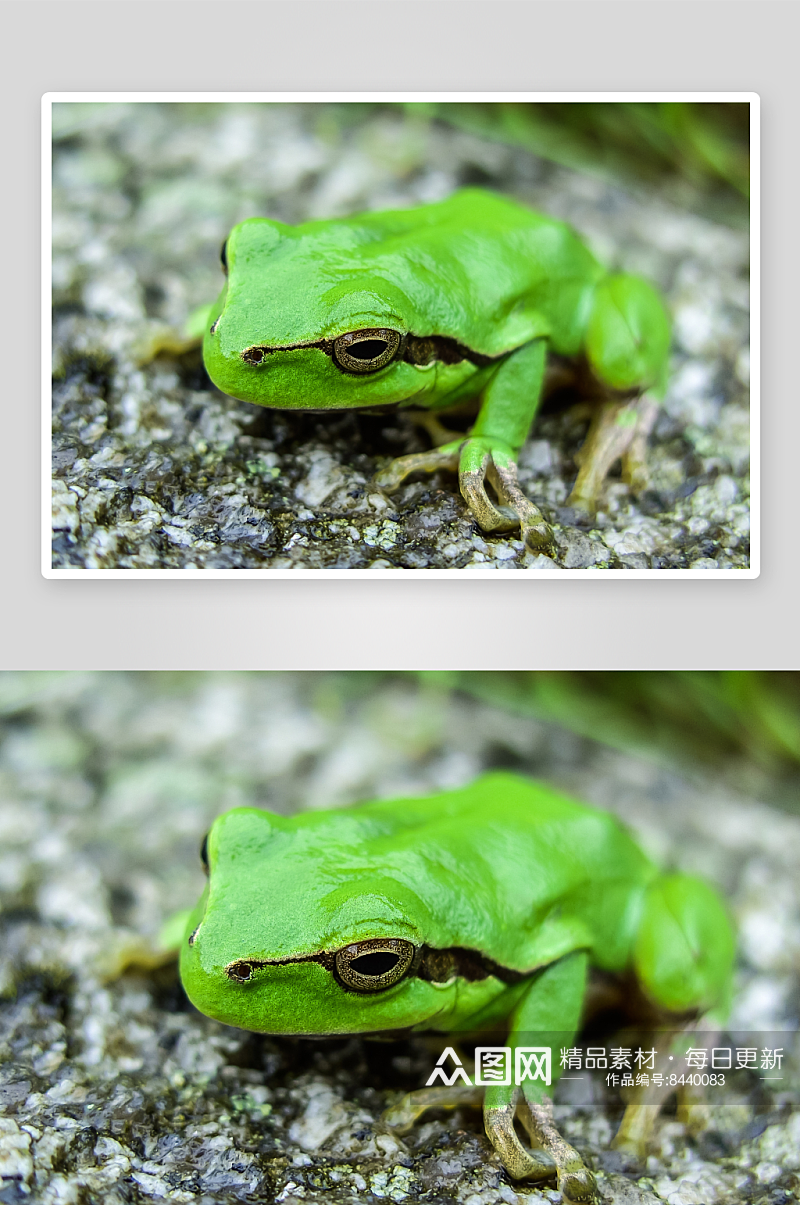 可爱青蛙动物摄影图素材