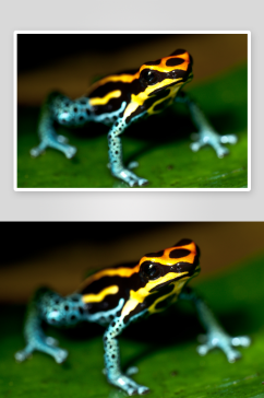 可爱青蛙动物摄影图