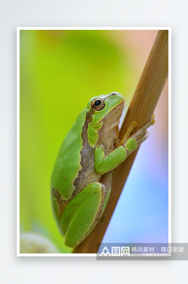 可爱青蛙动物摄影图素材