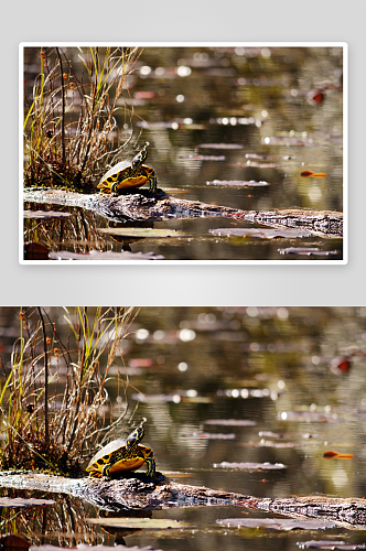 可爱乌龟野生动物摄影图