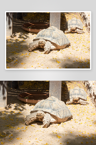 可爱乌龟野生动物摄影图