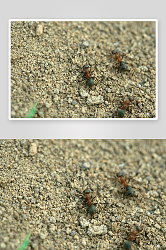 可爱蚂蚁动物摄影图