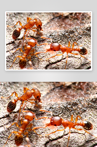 可爱蚂蚁动物摄影图