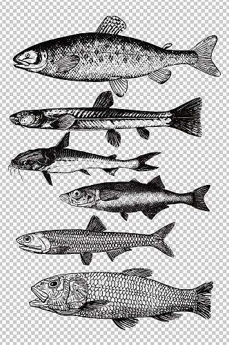 矢量手绘素描写实鱼类素材