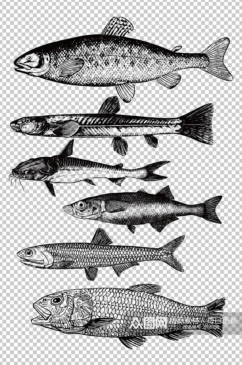 矢量手绘素描写实鱼类素材素材