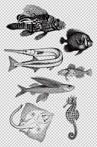 矢量手绘写实素描海洋鱼类素材