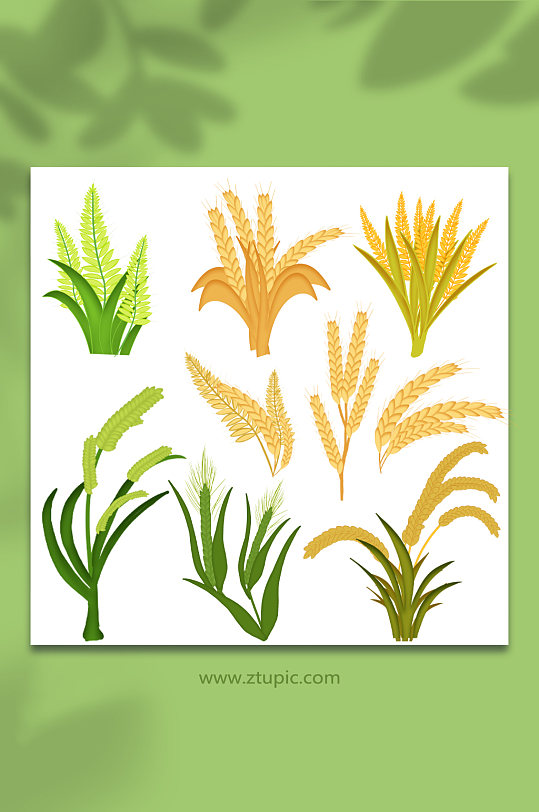 小麦稻谷农作物稻谷小麦元素插画-众图网
