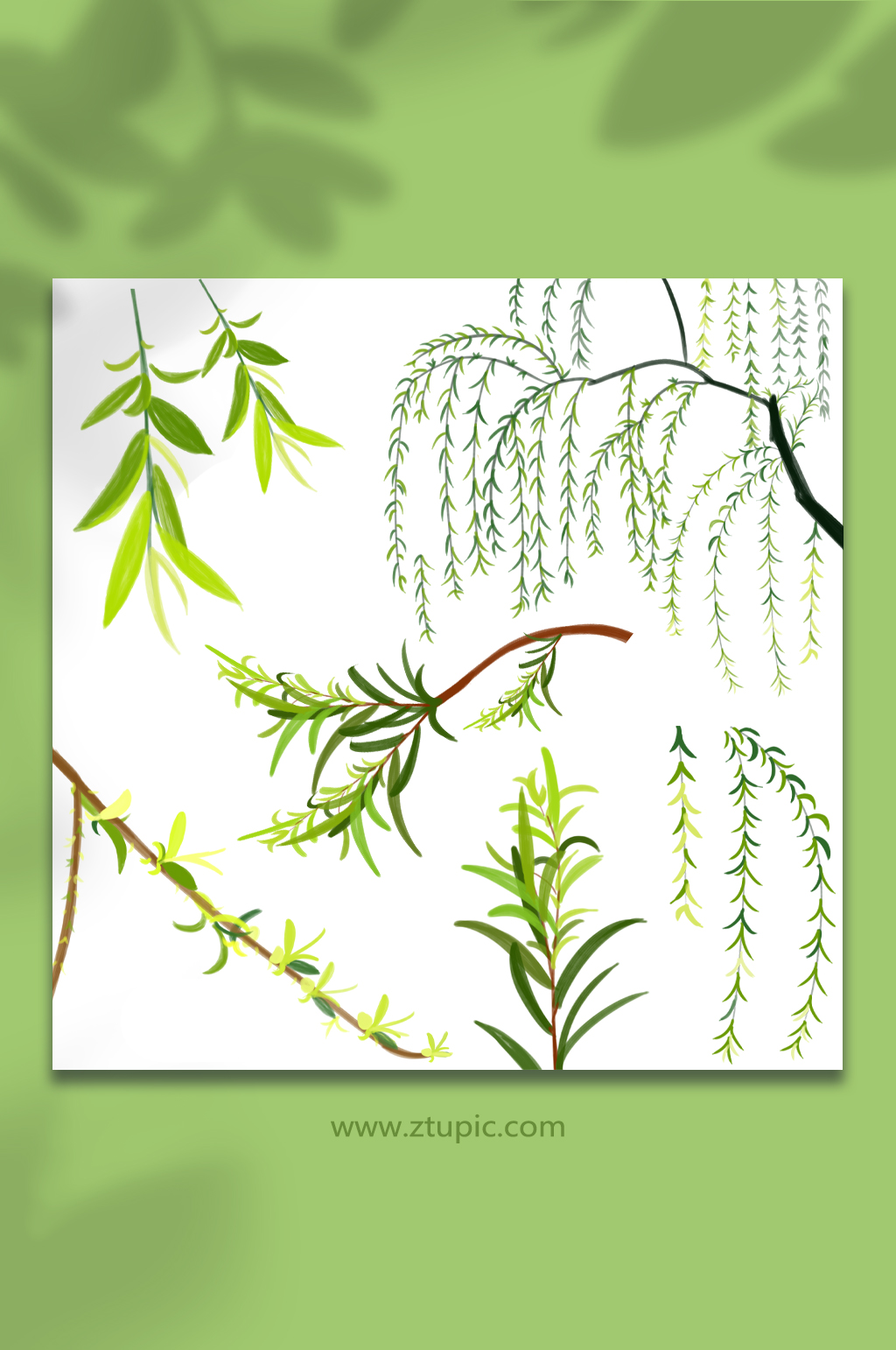 卡通春天柳树柳叶垂柳插画元素素材