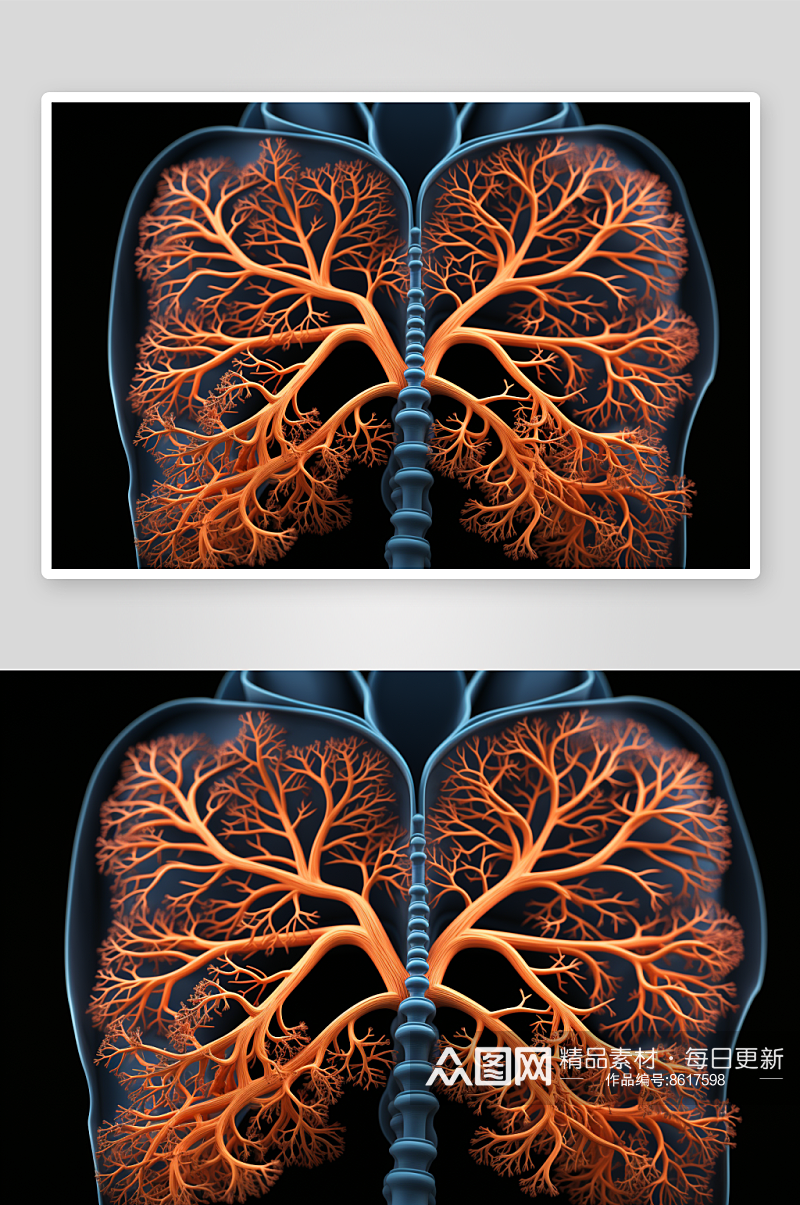 数字艺术人体解剖图素材