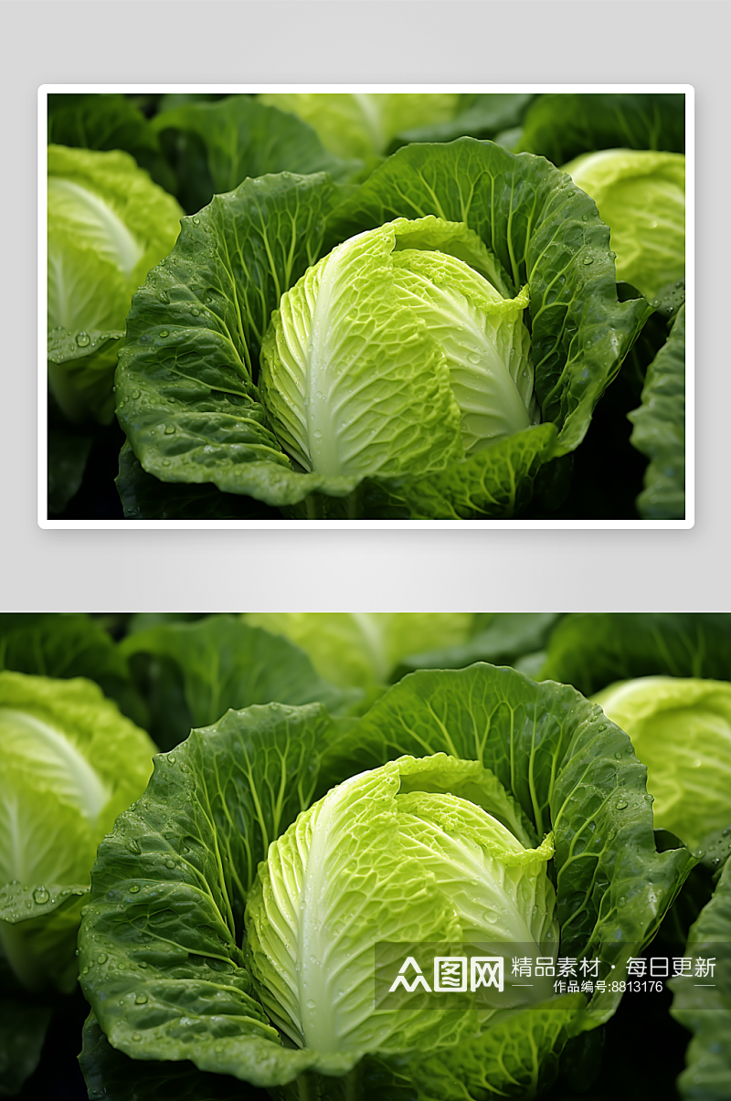 数字艺术白菜蔬菜素材