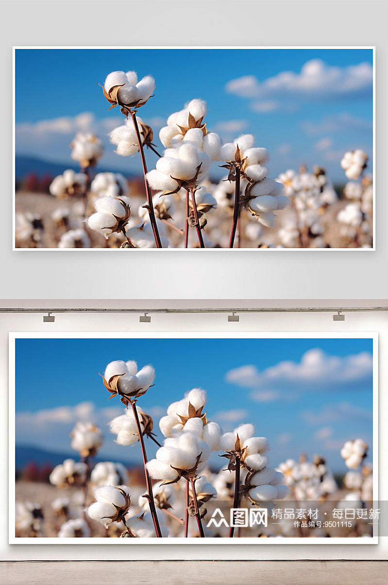 雪白的棉花植物背景素材