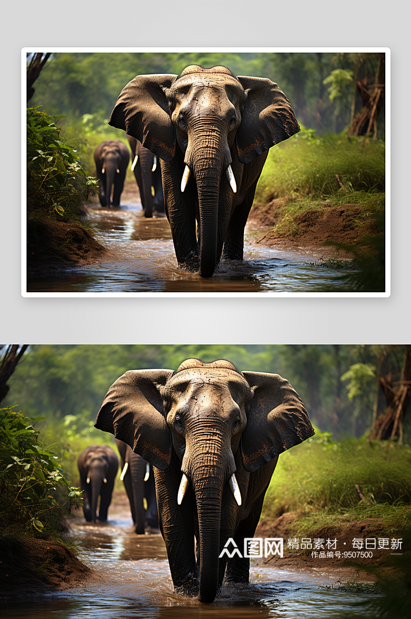 热带雨林中的大象素材
