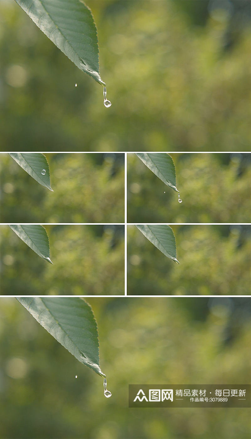 绿叶水滴实拍视频素材素材