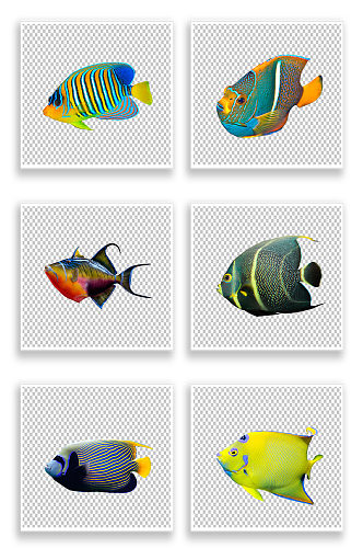 彩色鱼类海鱼PNG