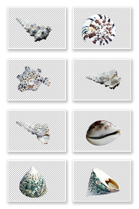 海洋海底生物海螺贝壳