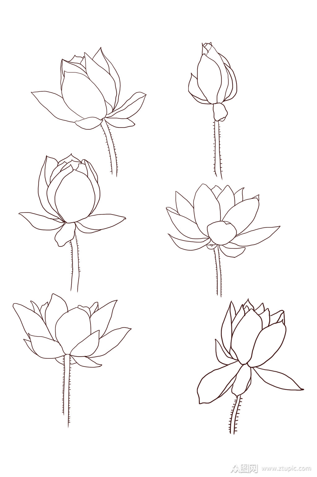 手绘线条莲花荷花