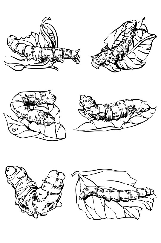ai矢量手绘黑白蚕
