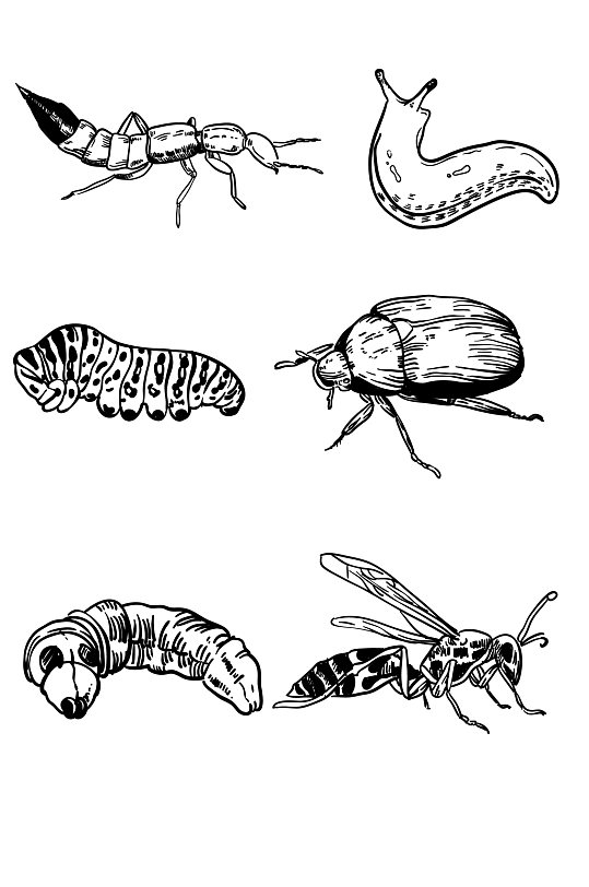 ai矢量手绘线条虫子昆虫
