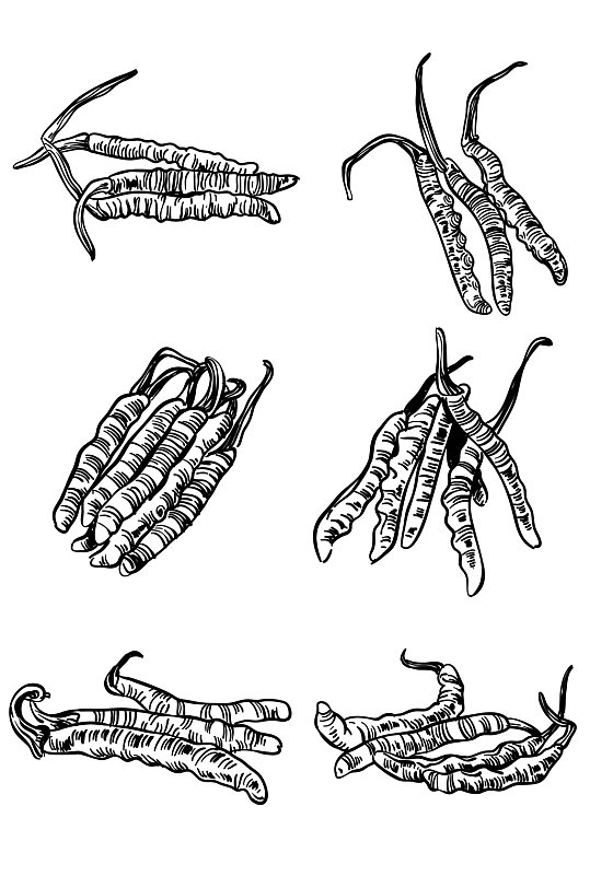 ai矢量手绘线条虫草