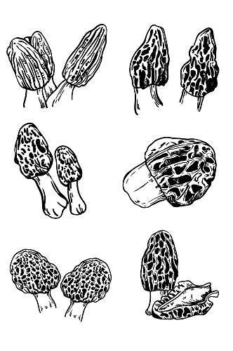 AI矢量手绘羊肚菌