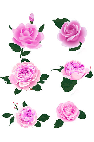 植物紫色玫瑰花元素