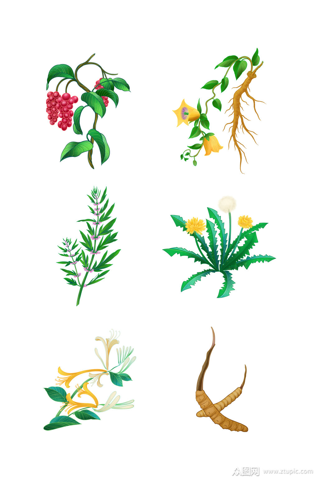 中药草本植物元素素材