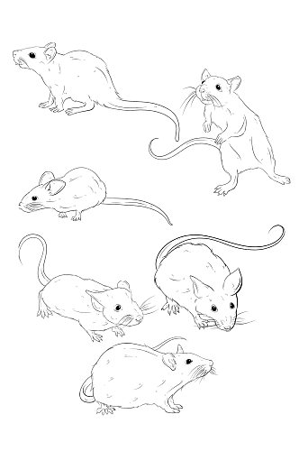 手绘线条线描老鼠元素