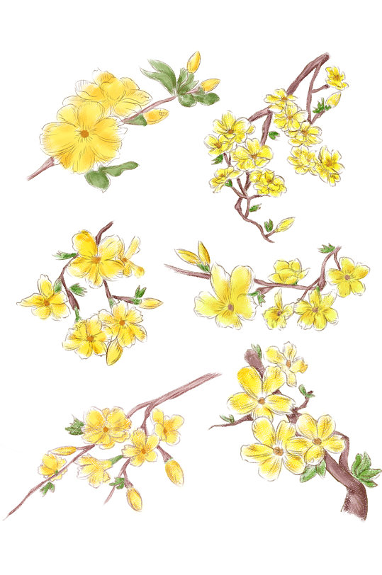 手绘迎春花图片-手绘迎春花素材下载-众图网
