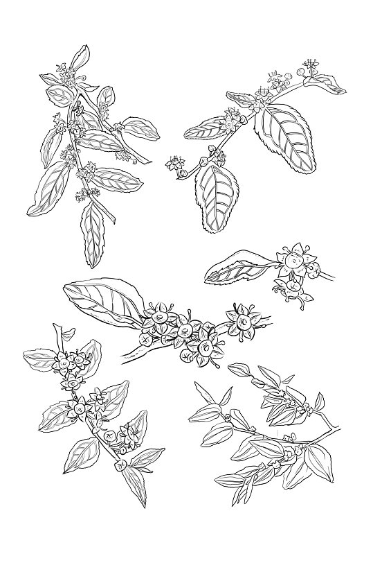 线条枣树枣花花枝元素