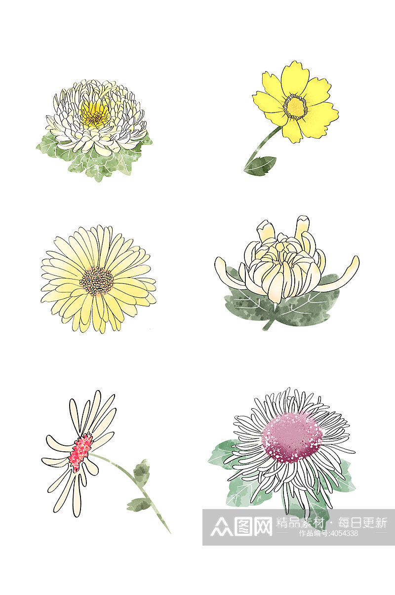 手绘水彩菊花元素素材