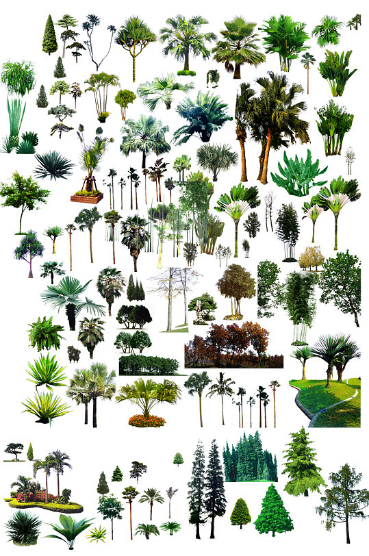 多种树木单独文件合集