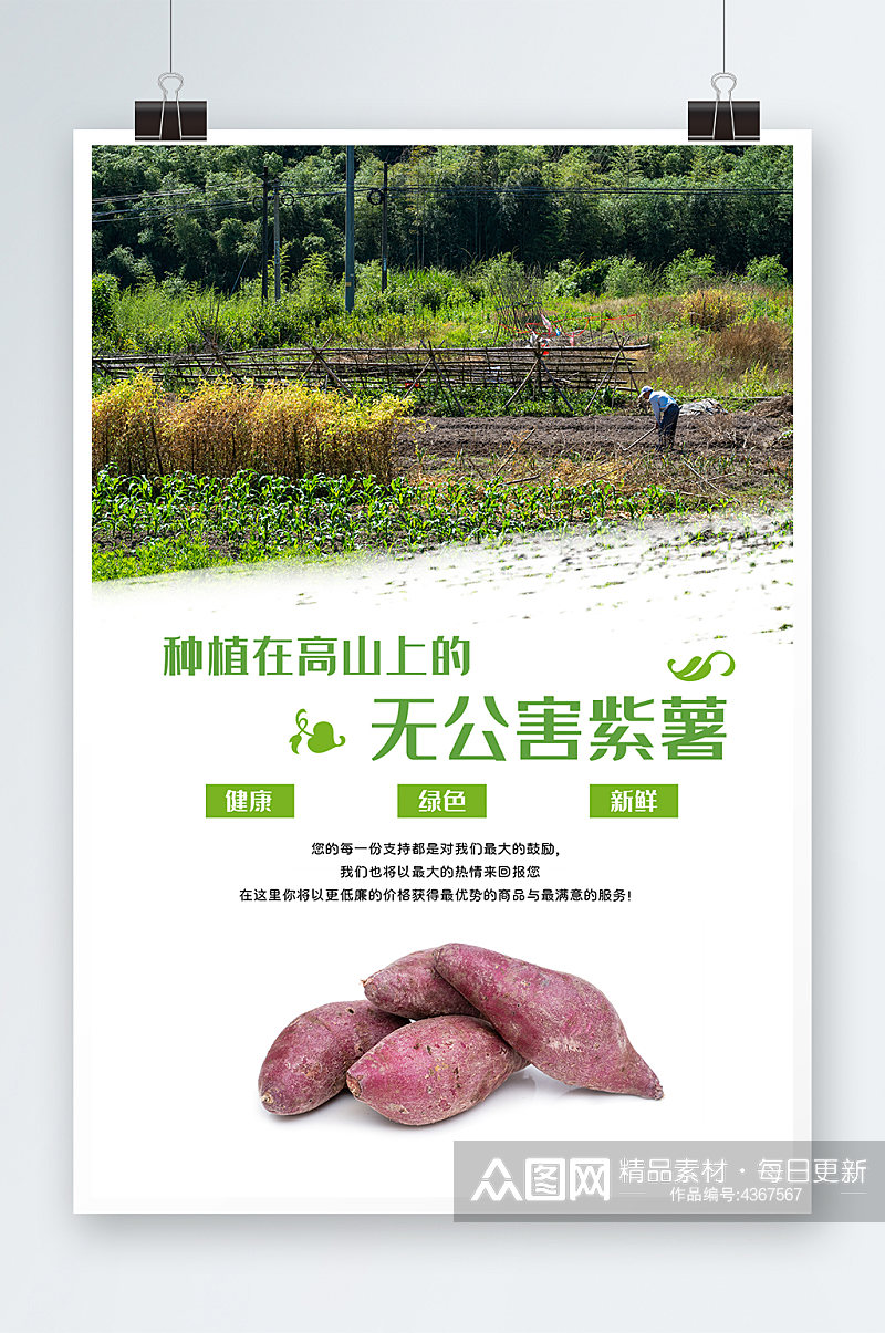 绿色天然无公害紫薯地瓜农产品报素材