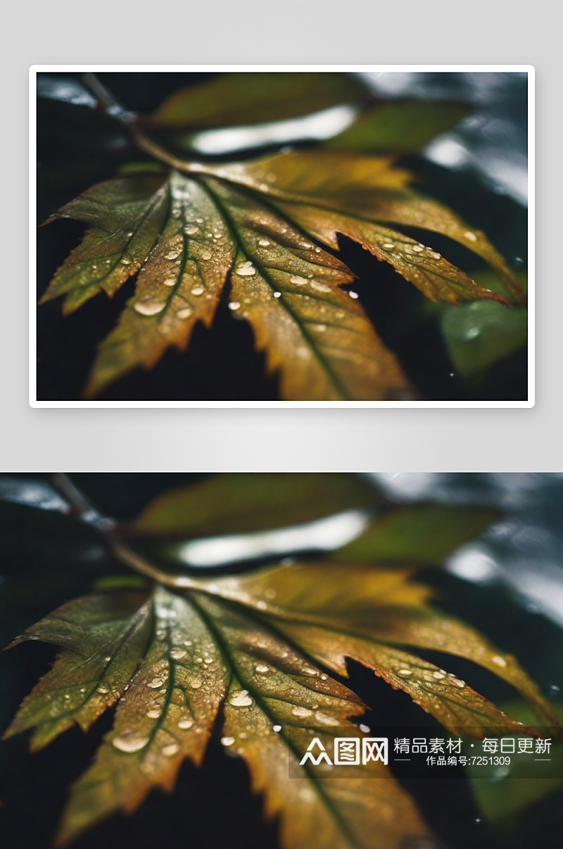 下雨天枫叶落满地面素材