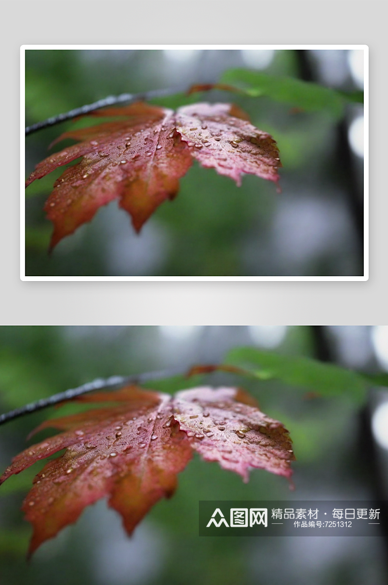 下雨天枫叶落满地面素材