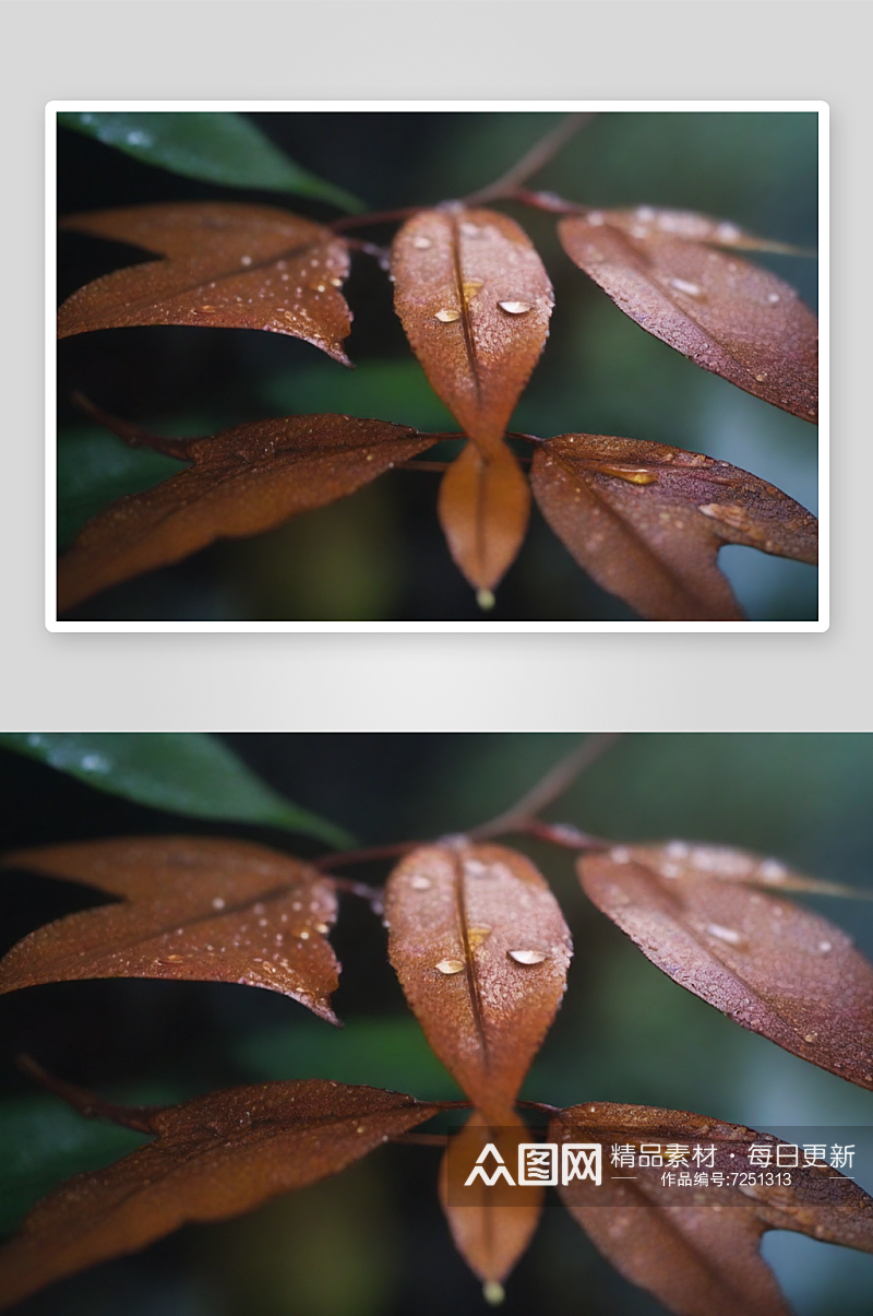 下雨天枫叶落满地面素材