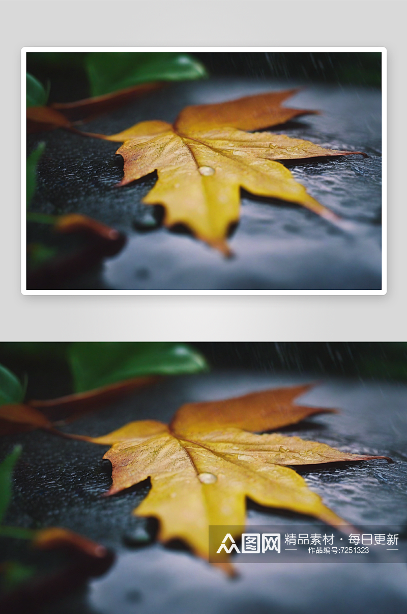 下雨天枫叶落满地面素材