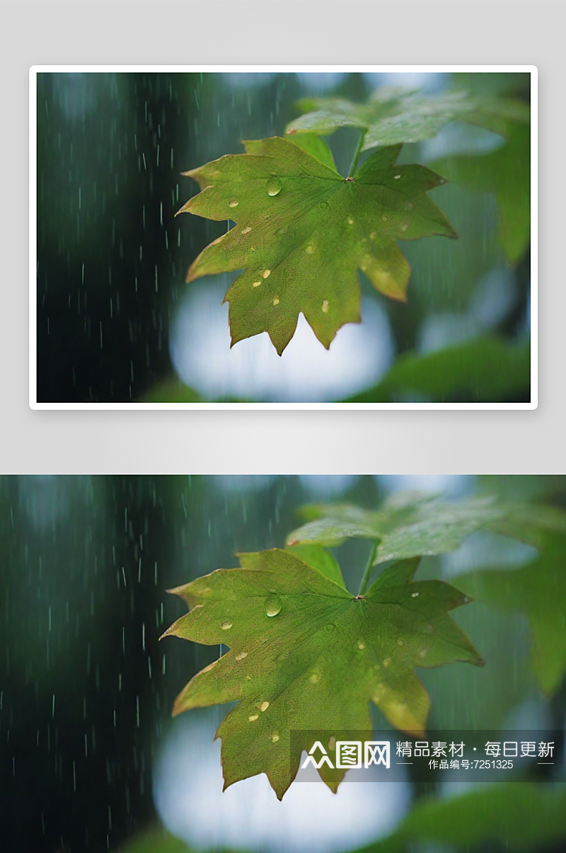 雨天落叶叶子落满水珠素材