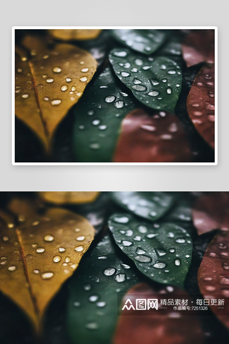 雨天落叶叶子落满水珠素材