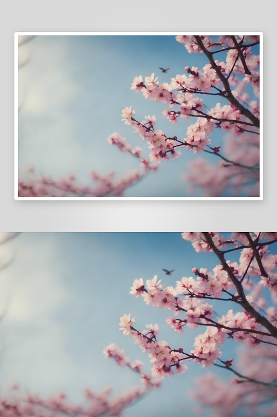 粉色梅花点缀的春天小路