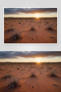 干旱草原与沙漠树木澳大利亚的美景