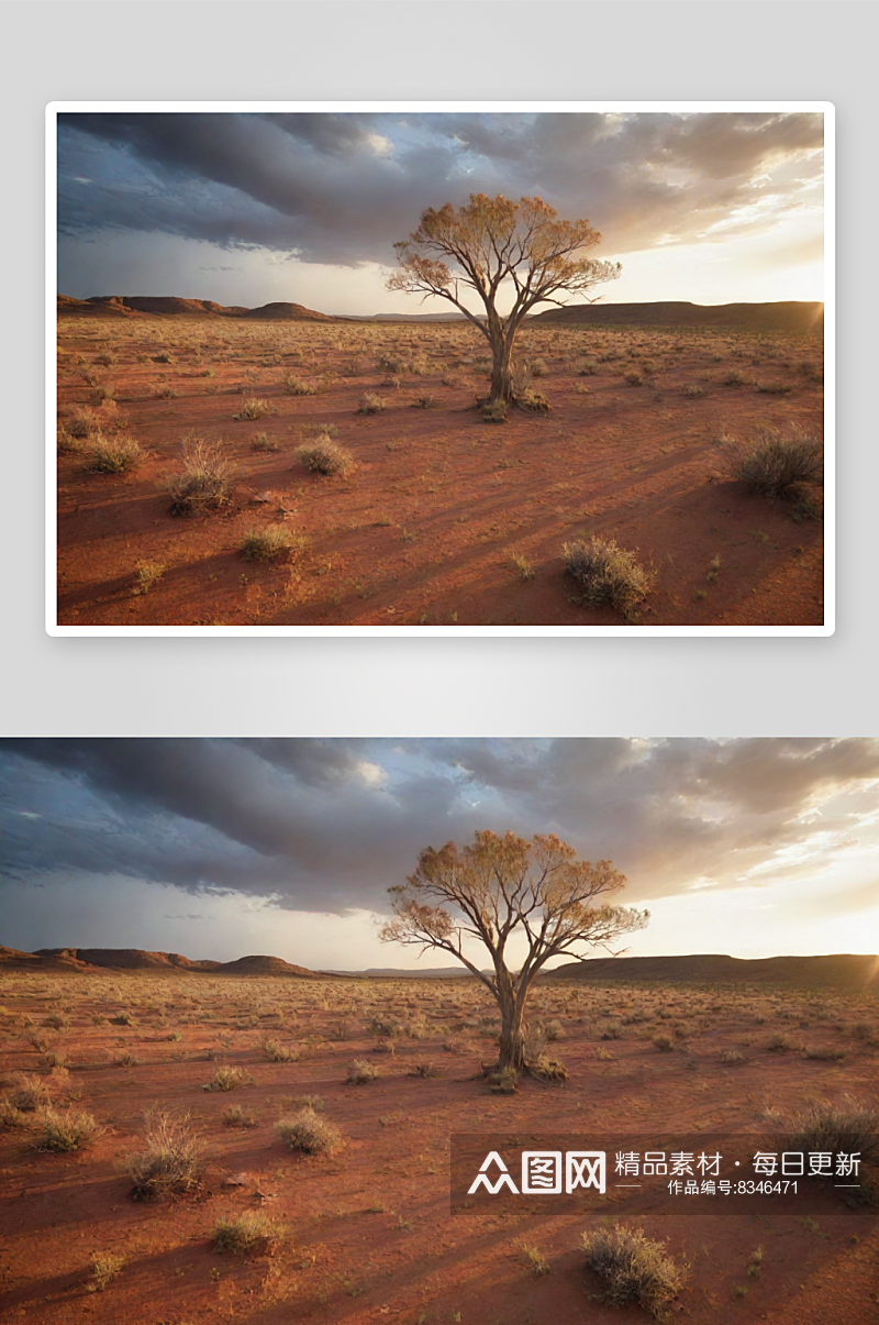 干旱草原与沙漠树木澳大利亚的美景素材