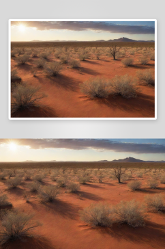 干旱草原与沙漠树木澳大利亚的美景