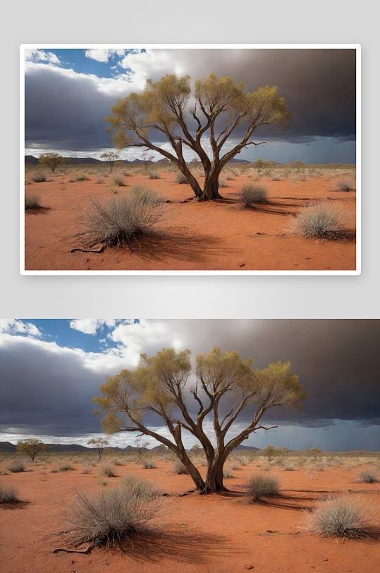 干燥的澳大利亚枯草与树木的景色