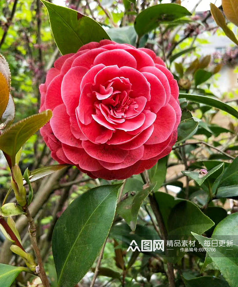 鲜花山茶花摄影图素材