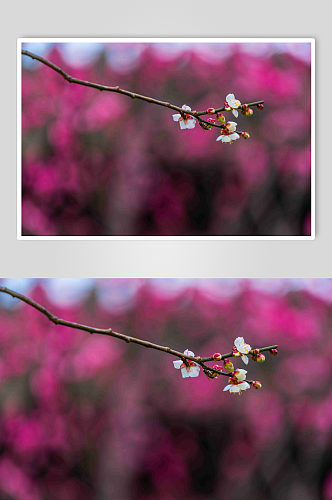 梅花特写摄影图片