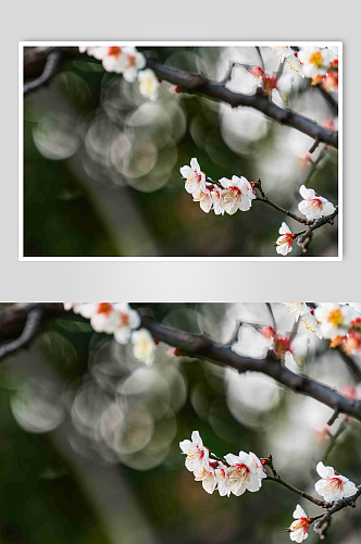 梅花特写摄影图片