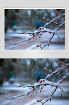 冬季梅花摄影图片