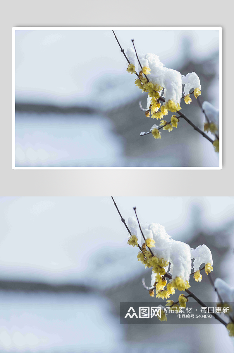 冬季梅花摄影图片素材