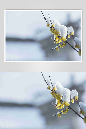 冬季梅花摄影图片